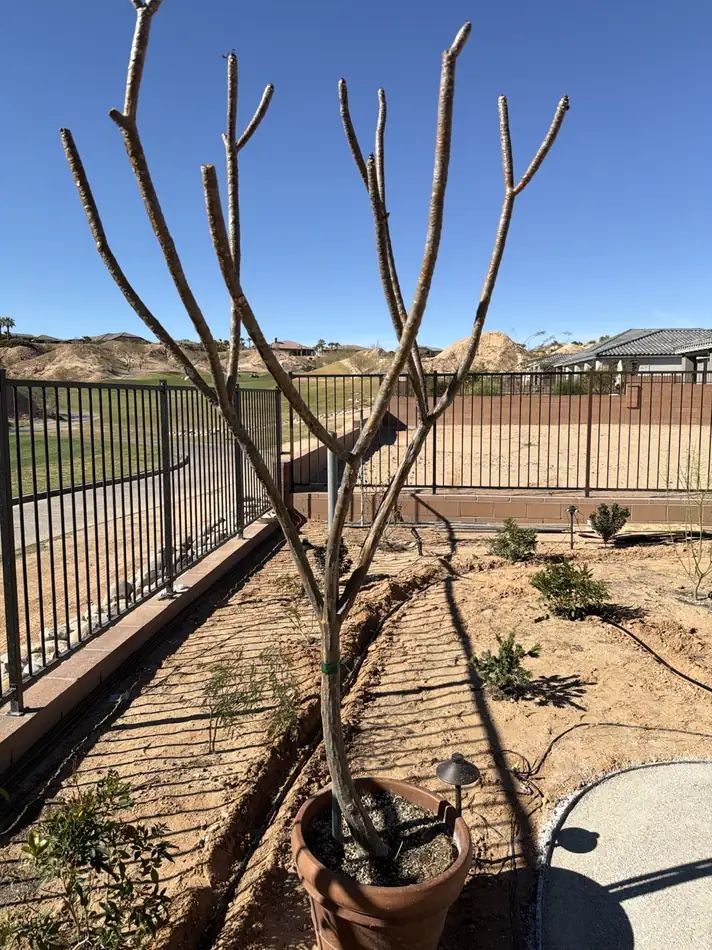 Landscape irrigation detail