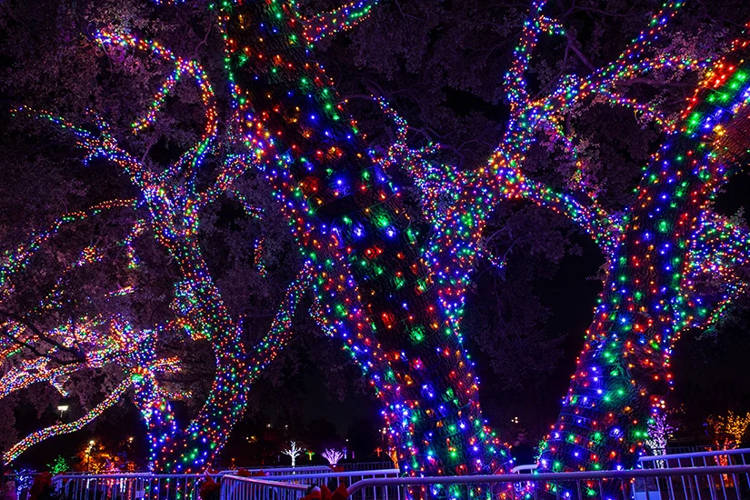 Mature trees wrapped in dense, multicolor holiday lights