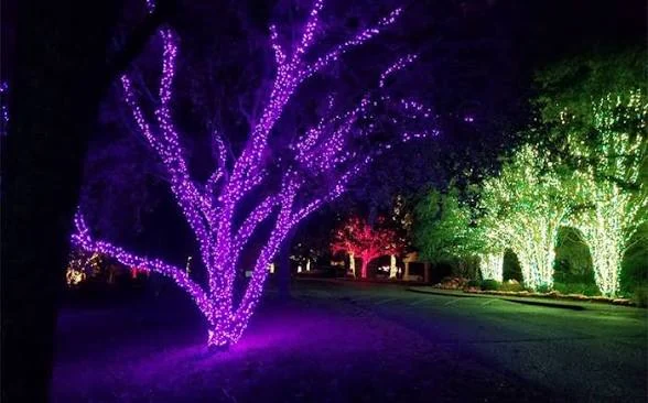 Trees covered in purple, green and warm-white holiday lights